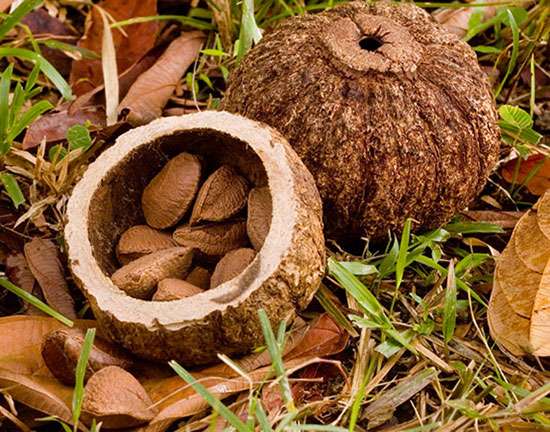 High quality chestnuts directly from Brazil