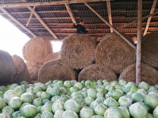 I will sell white cabbage for pickling. Nice heads