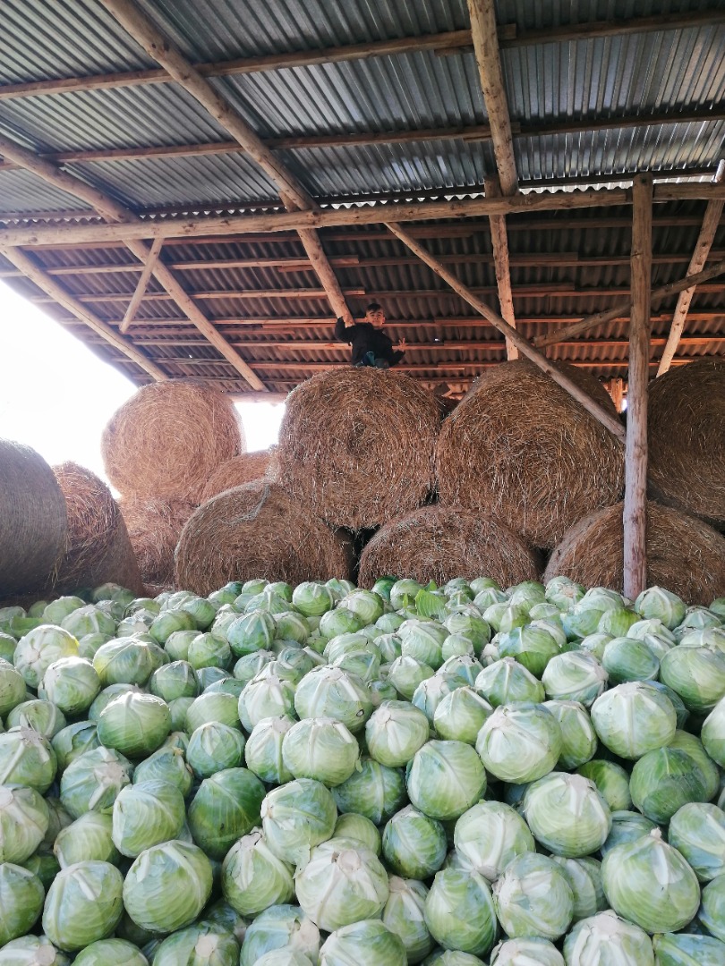 I will sell white cabbage for pickling