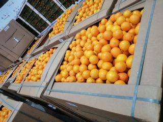 ***Binz Packing ***Valencia orange for juicing and processing ***Brix+10