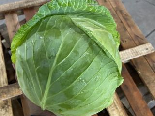 Cabbage Top Quality EXPORT Info Viber, Whatsapp