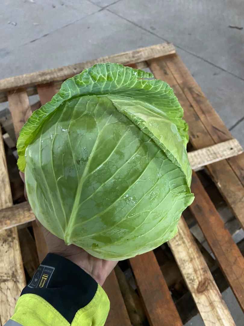 Cabbage Top Quality EXPORT Info Viber, Whatsapp