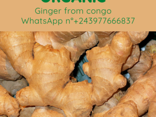 Organic and high quality Ginger straight from villagers farms