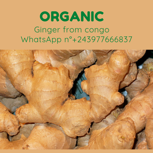 Organic and high quality Ginger straight from villagers farms from MOBA