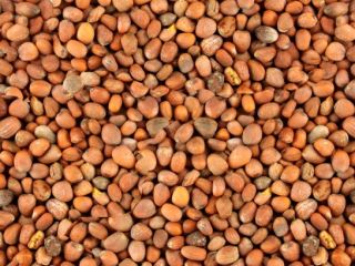 Our company is ready to offer supplies of oilseed