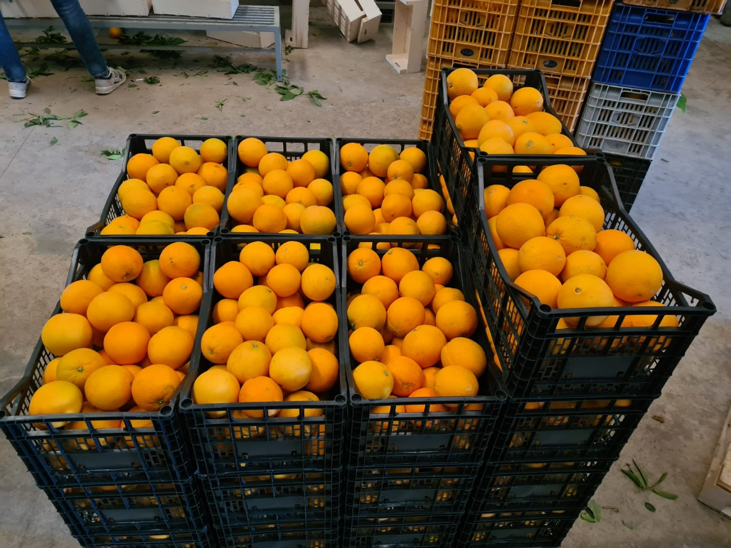 Spanish Navelina L7 oranges for sale