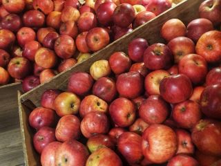 Idared ecological apples for sale (certified). From the cold