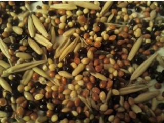 I will buy beans, flax (brown, golden), sorghum, millet.