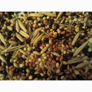 I will buy beans, flax (brown, golden), sorghum, millet