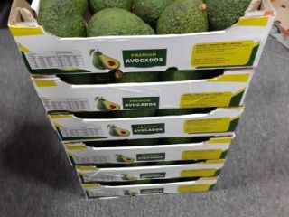 Hello, hass, fuerte avacado Available at a good price