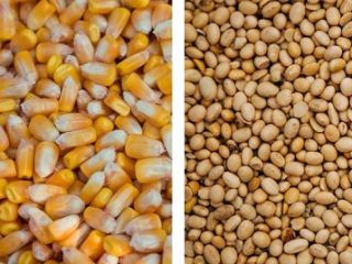 We buy soybeans, corn in any quantities. Any form