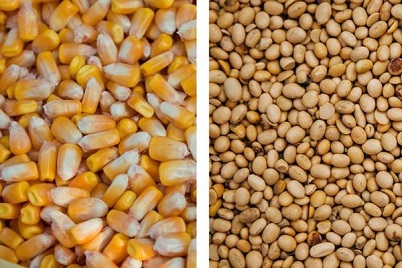 We buy soybeans, corn in any quantities