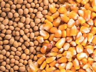 We buy soybeans, corn in any quantities. Any form