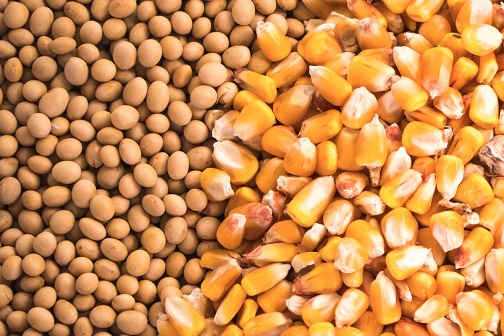 We buy soybeans, corn in any quantities