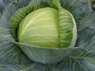 Will work with vegetables. Hello, I am offering organic