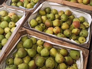 I will sell Lukasówka pears 900 kg small, 2000