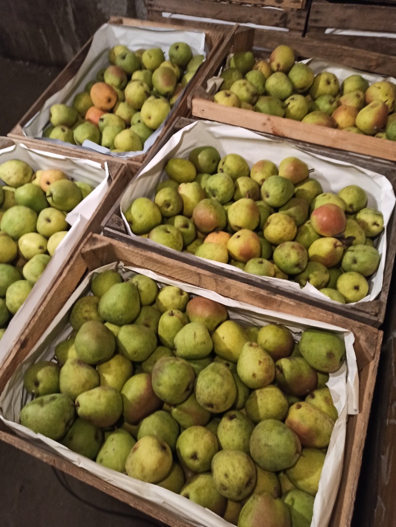 I will sell Lukasówka pears 900 kg small, 2000 kg large, 3000 kg medium