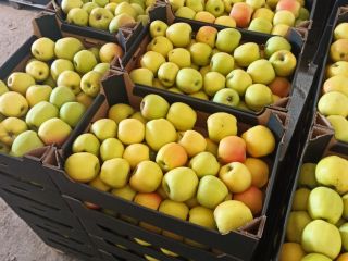 I will sell apples Mutsu Ligol Rubin Spartan Gloster
