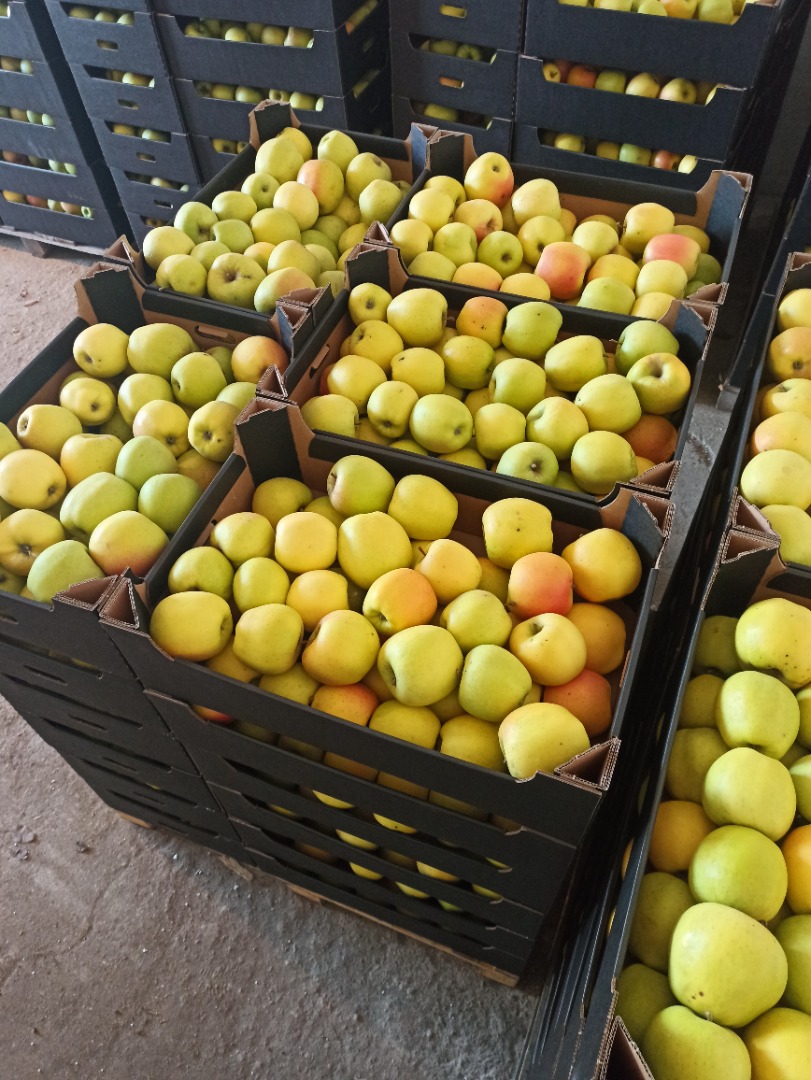 I will sell apples Mutsu Ligol Rubin Spartan Gloster Golden Melrose