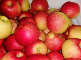 Hello Szedam apple of the Champion variety. Packaging to
