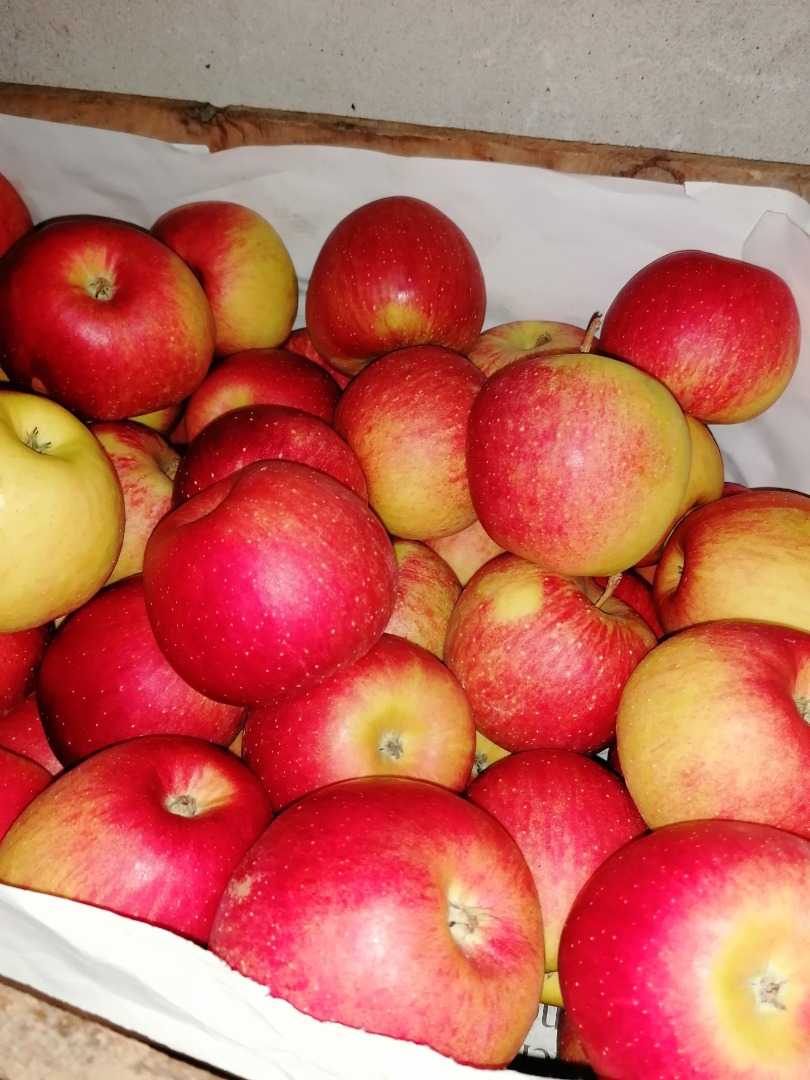 Hello Szedam apple of the Champion variety