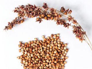 The company buys all year round: - brown flax,