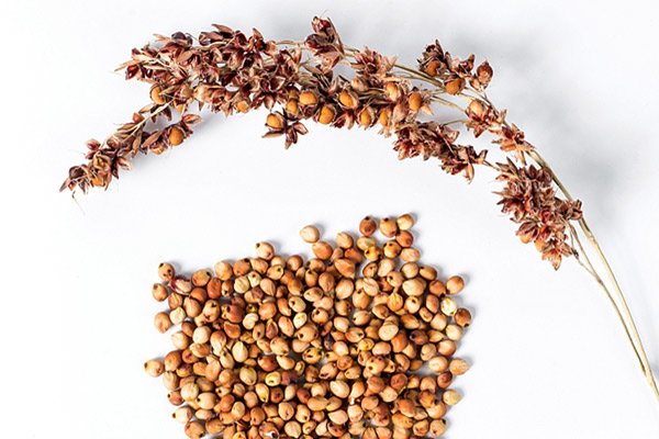 The company buys all year round: - brown flax, golden flax ($730), - millet ($265), - sorghum ($260), - beans ($830)