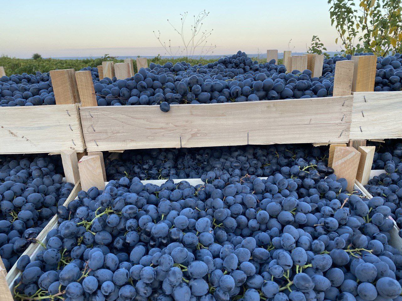 Sale of several grape varieties all over Europe