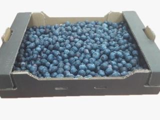 Blueberry from Georgia