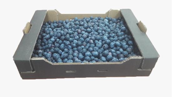 Blueberry from Georgia
