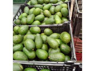 Style ...Fresh Type...AVOCADO Product Type...Tropical & Sub-Tropical Fruit Variety......contact