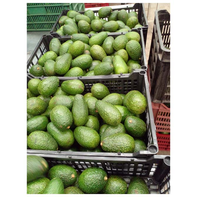 Style ...Fresh Type...AVOCADO Product Type...Tropical & Sub-Tropical Fruit Variety......contact us Cultivation Type.....contact us Color.....green