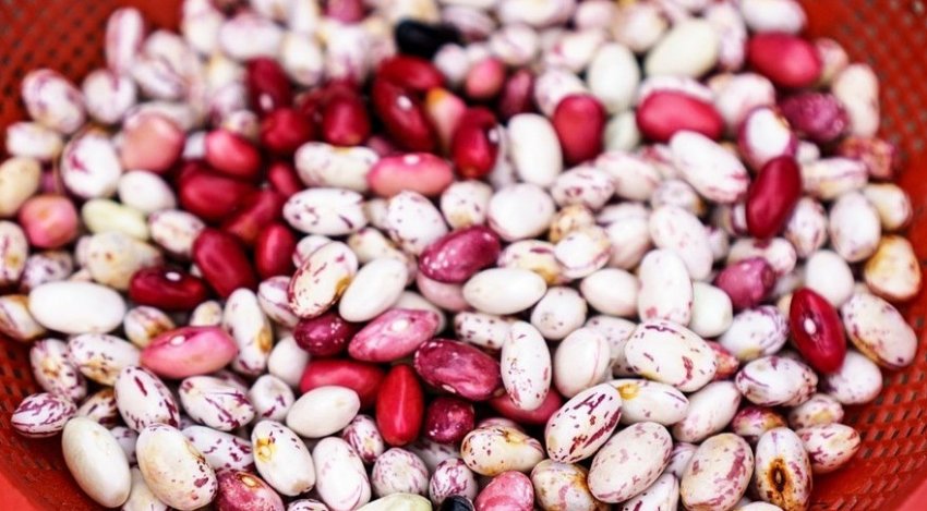 We sell high quality beans