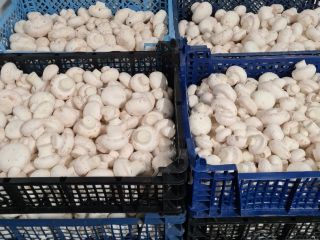I will sell mushrooms for industrial purposes, packed in