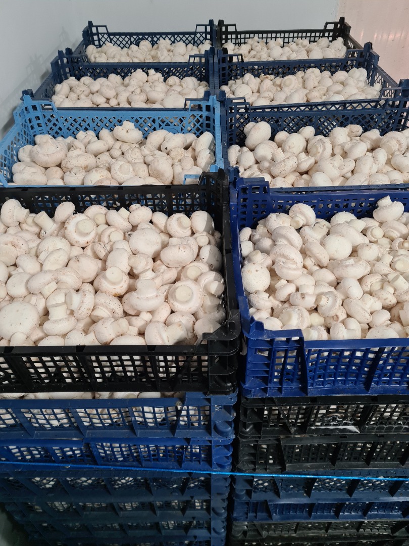 I will sell mushrooms for industrial purposes, packed in boxes of 3 kg, weekly amounts about 400-500 kg
