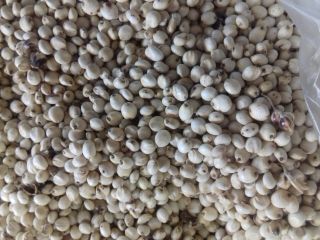 Sorghum RED - 200 metric ton. Sorghum White -