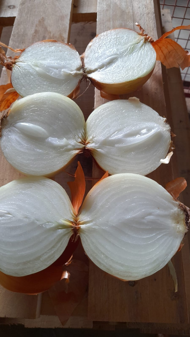 Spanish peeling onion