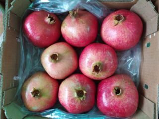 Pomegranate wonderful from Peru Calibers: 9 - 18 Boxes