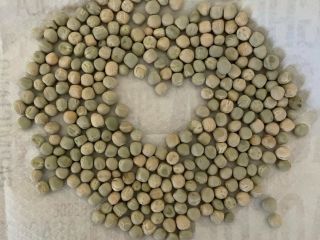 I will sell seeds of dried green peas. Germination