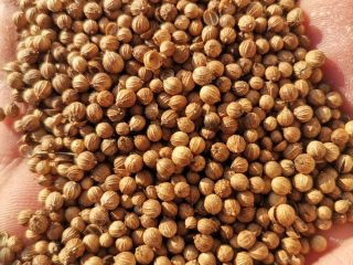 Sell whole coriander, purity 99%