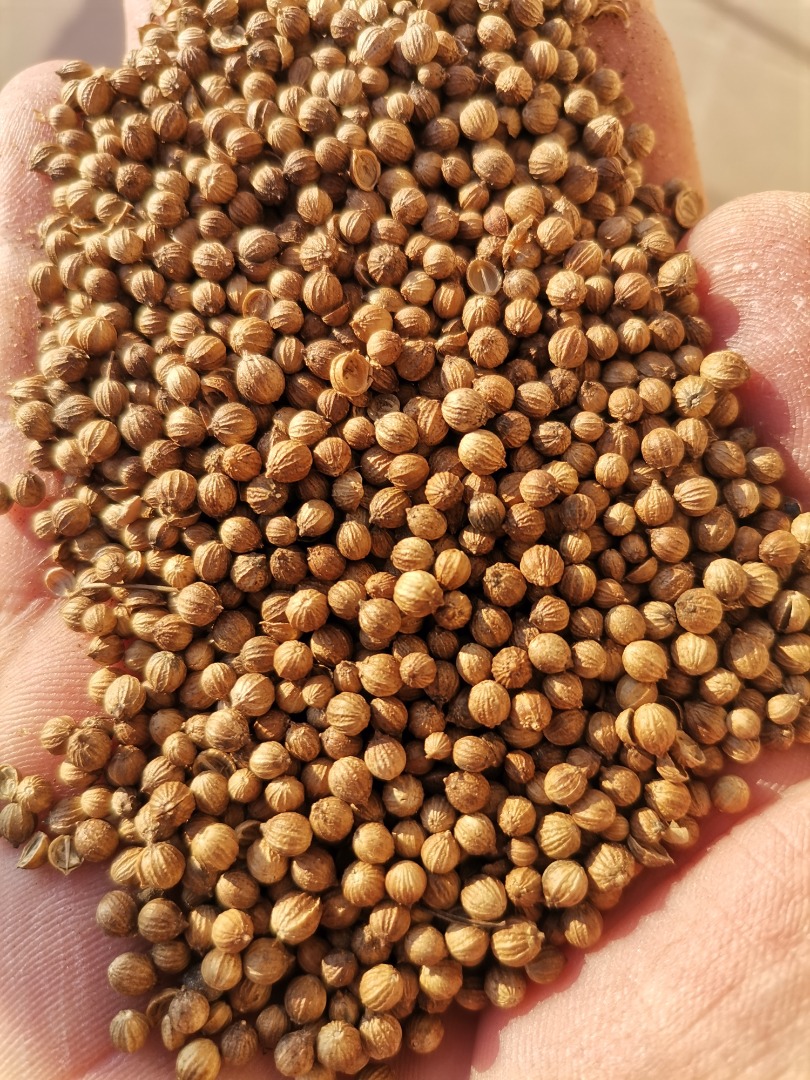 Sell whole coriander, purity 99%