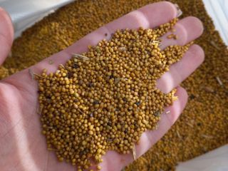 Group of companies "ExportGrain" exports mustard (black, yellow, white),