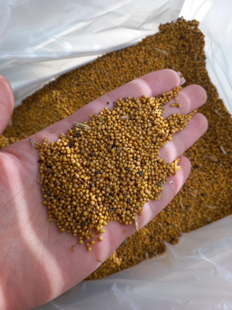 Group of companies "ExportGrain" exports mustard (black, yellow, white), origin Kazakhstan, FCA Kazakhstan