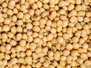 Group of companies "ExportGrain" exports soybeans, origin Kazakhstan, FCA