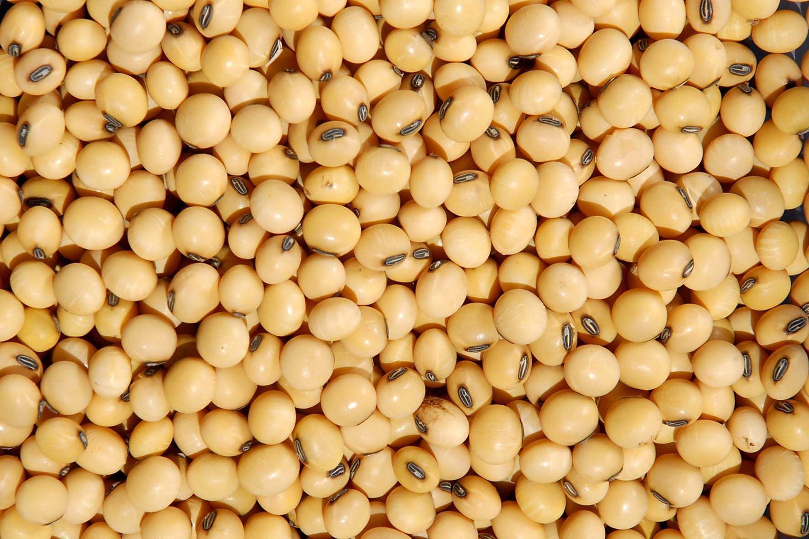 Group of companies "ExportGrain" exports soybeans, origin Kazakhstan, FCA Kazakhstan