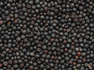 Group of companies "ExportGrain" exports rapeseed, origin Kazakhstan, FCA