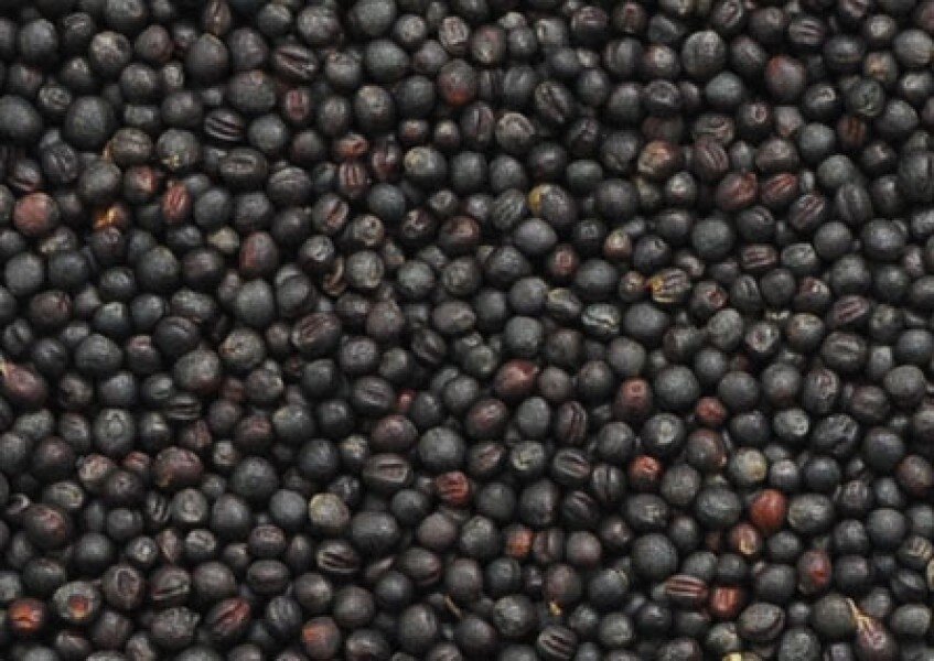 Group of companies "ExportGrain" exports rapeseed, origin Kazakhstan, FCA Kazakhstan