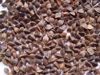 Group of companies "ExportGrain" exports buckwheat, origin Kazakhstan, FCA