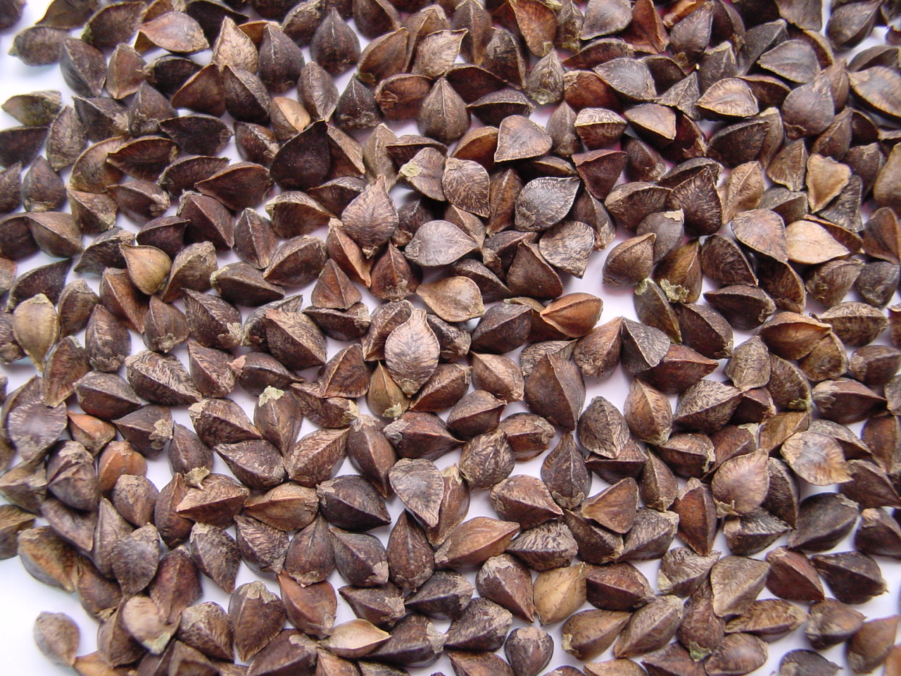 Group of companies "ExportGrain" exports buckwheat, origin Kazakhstan, FCA Kazakhstan