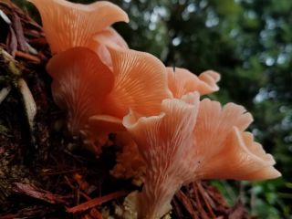 We supply and export high quality mushrooms in large